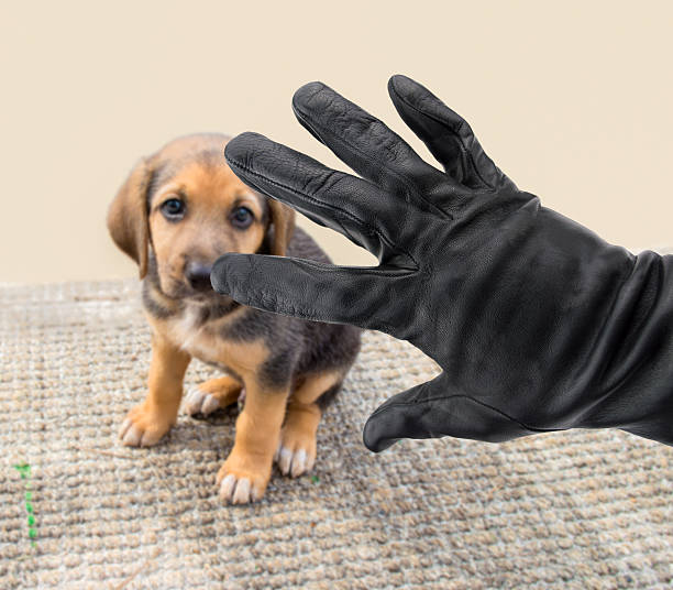 dog stealing