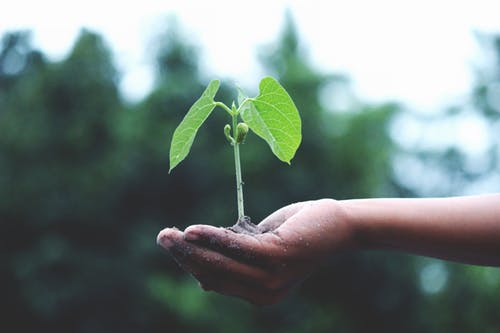 green plant