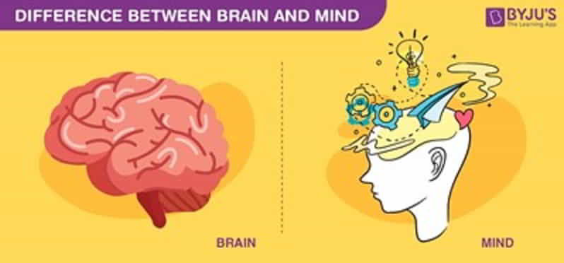 mind and brain