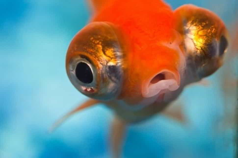 goldfish