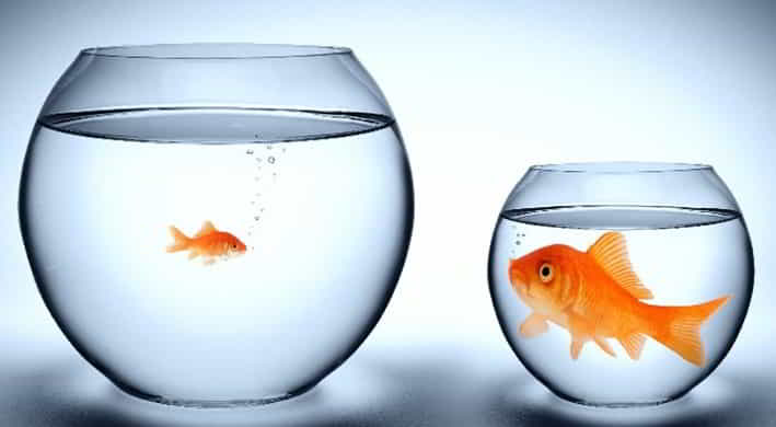 goldfish bowls benchmarking